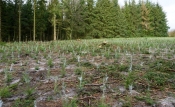Zbog stresa od virusa globalni projekt Plant my tree
