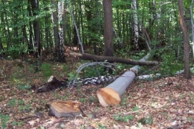 Nepoznati počinitelj u šumskom dijelu posjekao i otuđio stabla u vlasništvu 46-godišnjaka