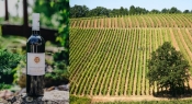 Krauthaker Zelenac Kutjevo Rosenberg 2018 – za one koji traže nešto novo u sljubljivanju hrane i vina