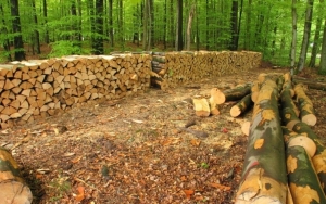 41-godišnjak s područja Kutjeva osumnjičen za krađu drvne mase u šumi kraj Velike u vlasništvu Hrvatskih šuma
