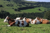 Europska komisija odobrila hrvatski program vrijedan 171 milijun kuna za pomoć stočarstvu