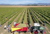 Početak berbe grožda u vinariji KUTJEVO