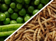 Prijatelji životinja zgroženi odobrenjem EU-a za stavljanje na tržište hrane od kukaca