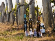 6 milijuna kuna potpore regionalnim organizacijama vinara i vinogradara